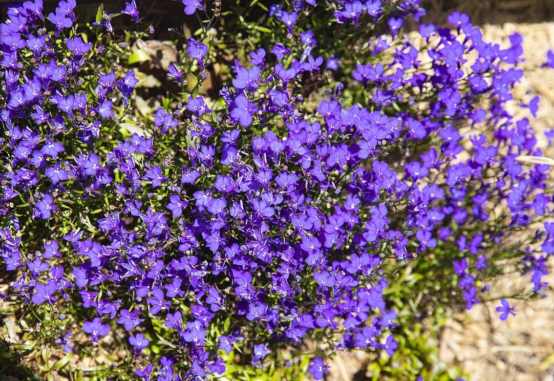 1000 Pcs Blue Carpet Creeping Thyme Seeds Ground Perennial Cover Plant