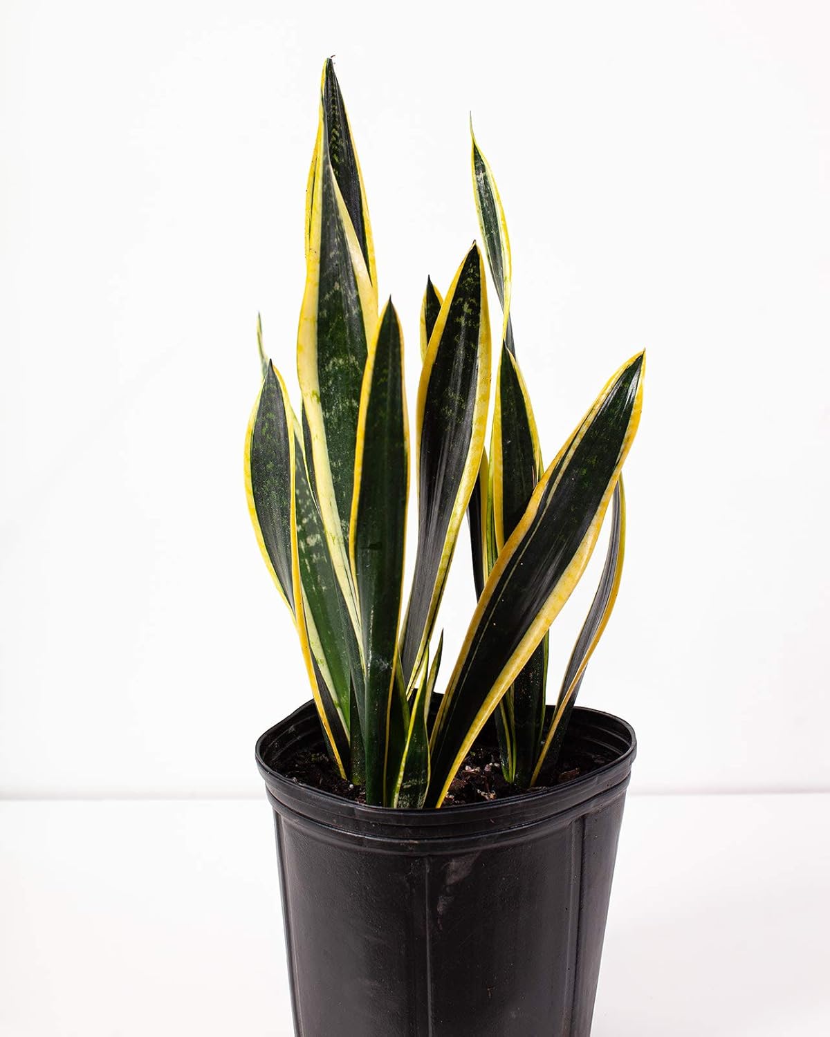 Sansiveira Black Gold 10in House Plant Snake Plant