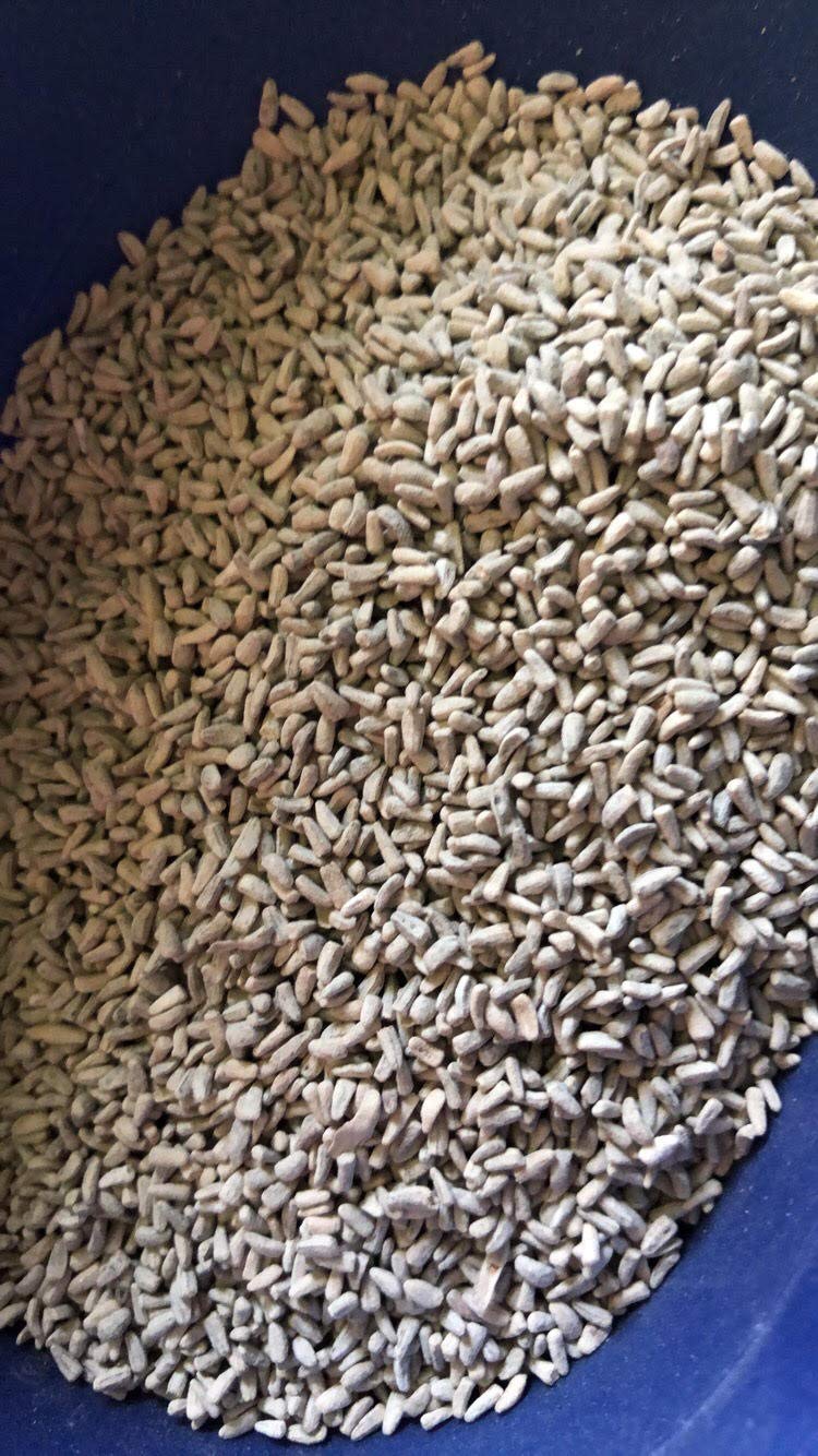 5 lb Chicory Seeds Food Plot Seed Deer Wildlife Forage Cover Crop