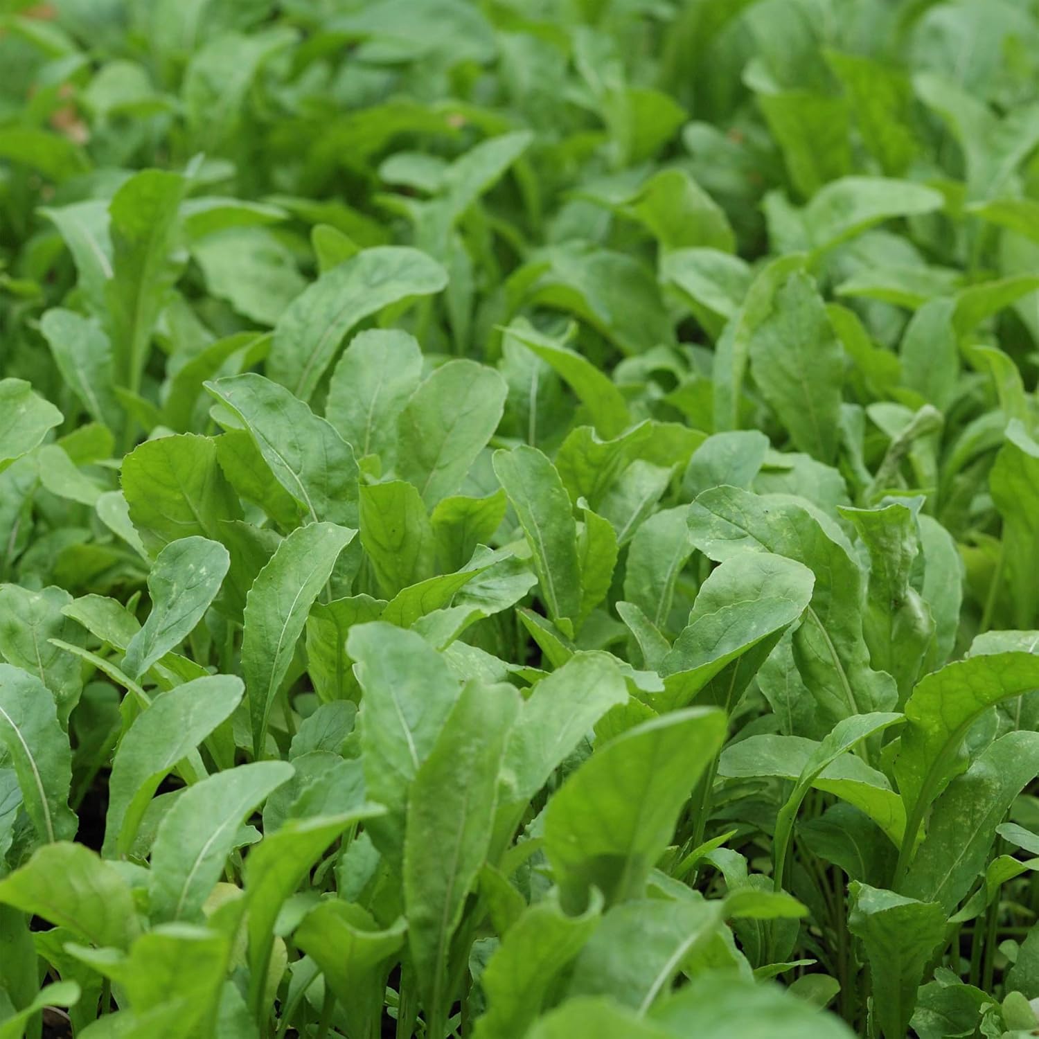 Outsidepride Arugula & Microgreens Seeds - 1 lb. Annual, Easy to Grow & Pollinator Friendly, Herb Seeds for Planting Fast Growing, Flavorful & Edible Greens for Culinary Dishes & Herb Gardens
