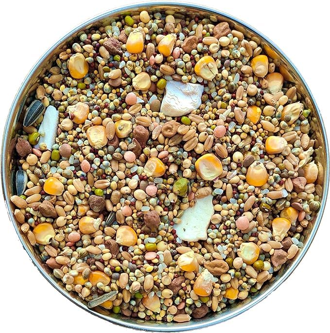 Beak Bites Premium Seed Blend of 8 Grains & Nuts,(1KG) Bird Food for Pigeons & Doves (B0CTZV1MPC) Amazon Price History, Amazon Price Tracker
