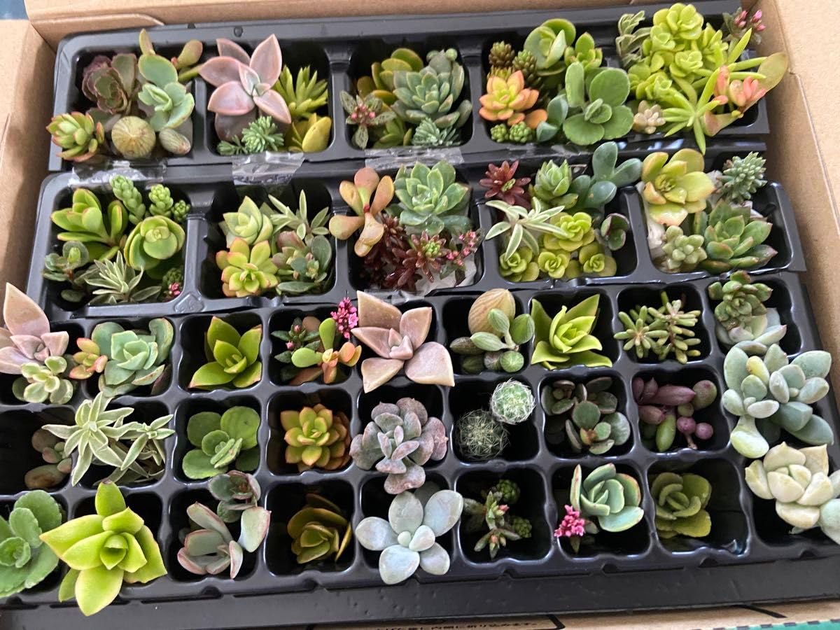 多肉植物 可愛い♡小苗セット③ Amazon.co.jp: 多肉植物詰め合わせ セダム 多肉植物寄せ植え