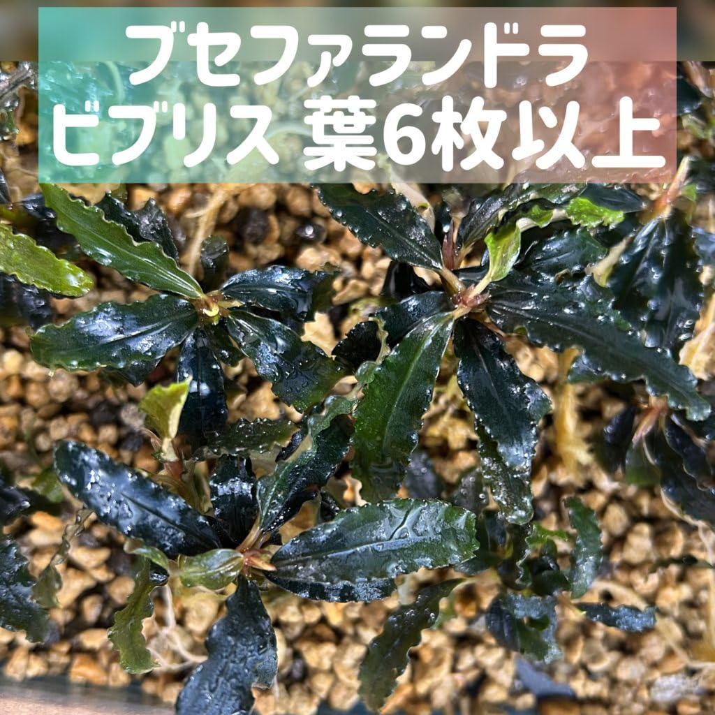 Amazon.co.jp: ブセファランドラビブリスBucephalandra sp. Biblis 1株