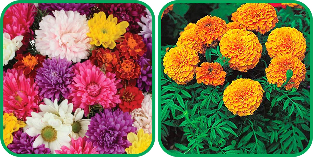 Aero Seeds African Marigold Mix Color And Chrysanthemum Mix Color Flower Seeds Pack (50 Seeds In Each Packet) (B0989XPNHL) Amazon Price History, Amazon Price Tracker