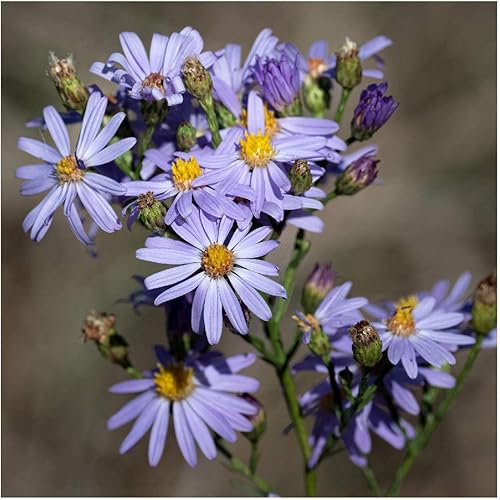 Miniatura 3 de Everwilde Farms - 500 semillas de flores silvestres nativas de Aster azul cielo - Paquete de semillas jumbo Gold Vault