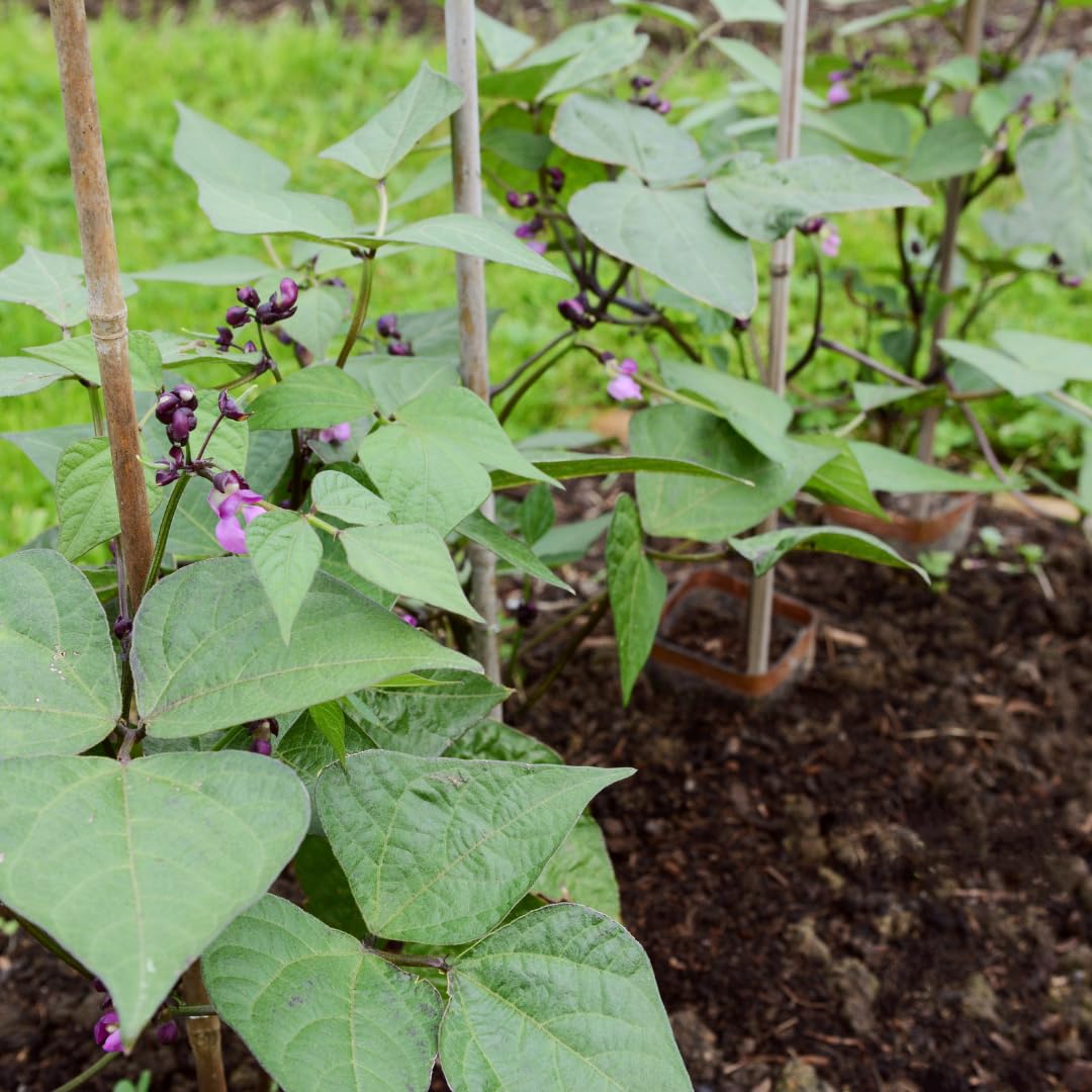 Set di 25 Tutori in Bambù Naturale – Pali per Pomodori, Sostegni per Piante da Interno ed Esterno – Bastoni per Orto e Giardinaggio – Lunghezze da 90 a 240 cm (H cm 210 X Ø mm 16-18)