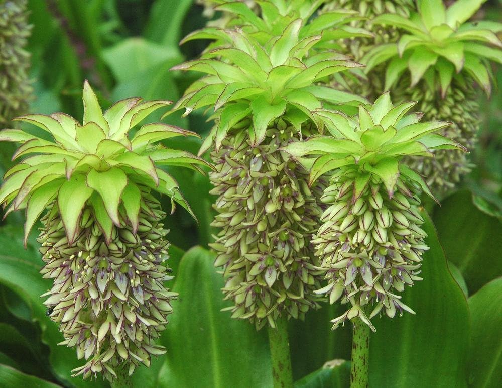 Eucomis Bicolour (Pineapple Lily) WPC Prins Quality Summer Bulbs Pack x1