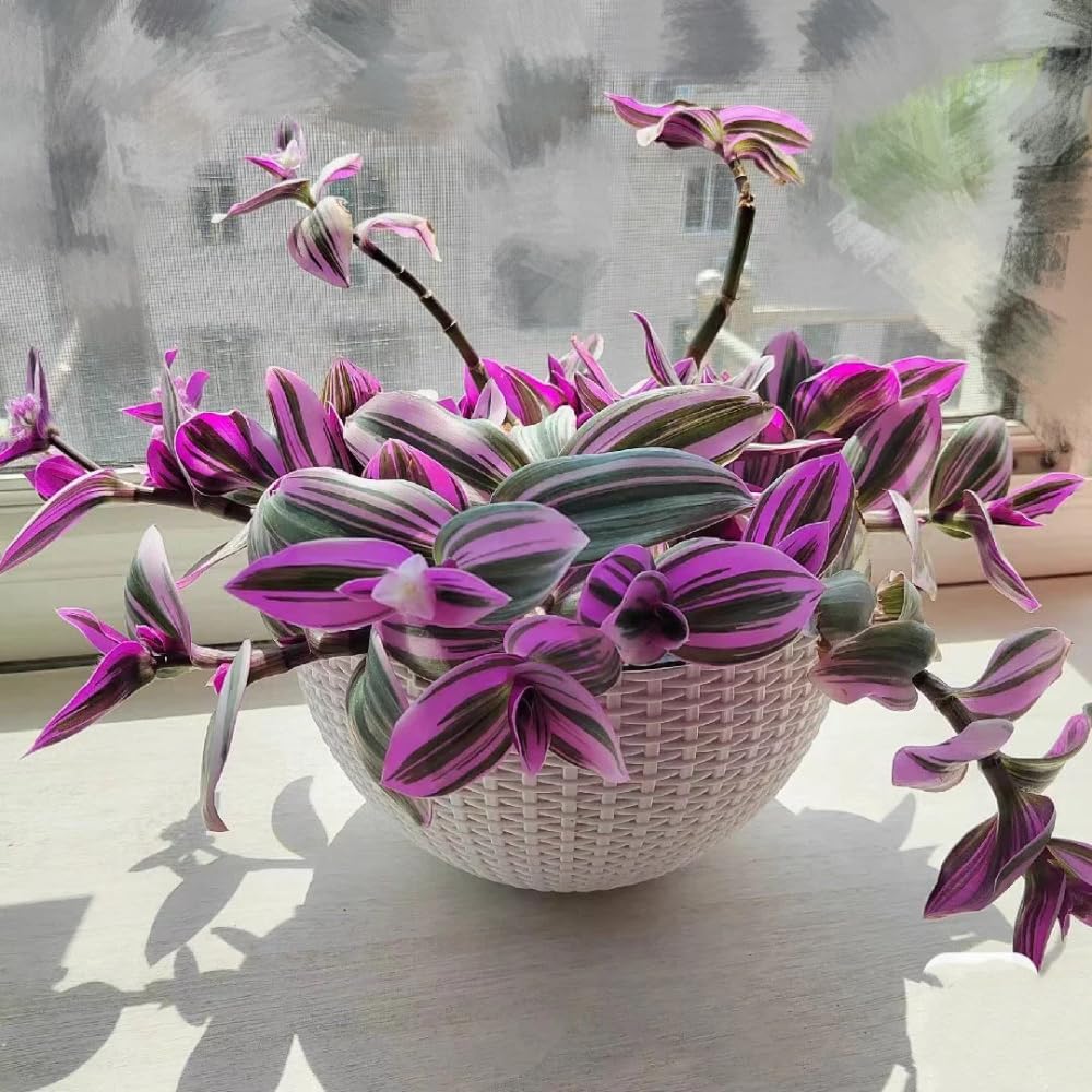 Mix Tradescantia Zebrina Live Plant, Rare Wandering Jew Houseplant with Variegated Foliage, Easy to Grow Indoor Vine, 4” Pot