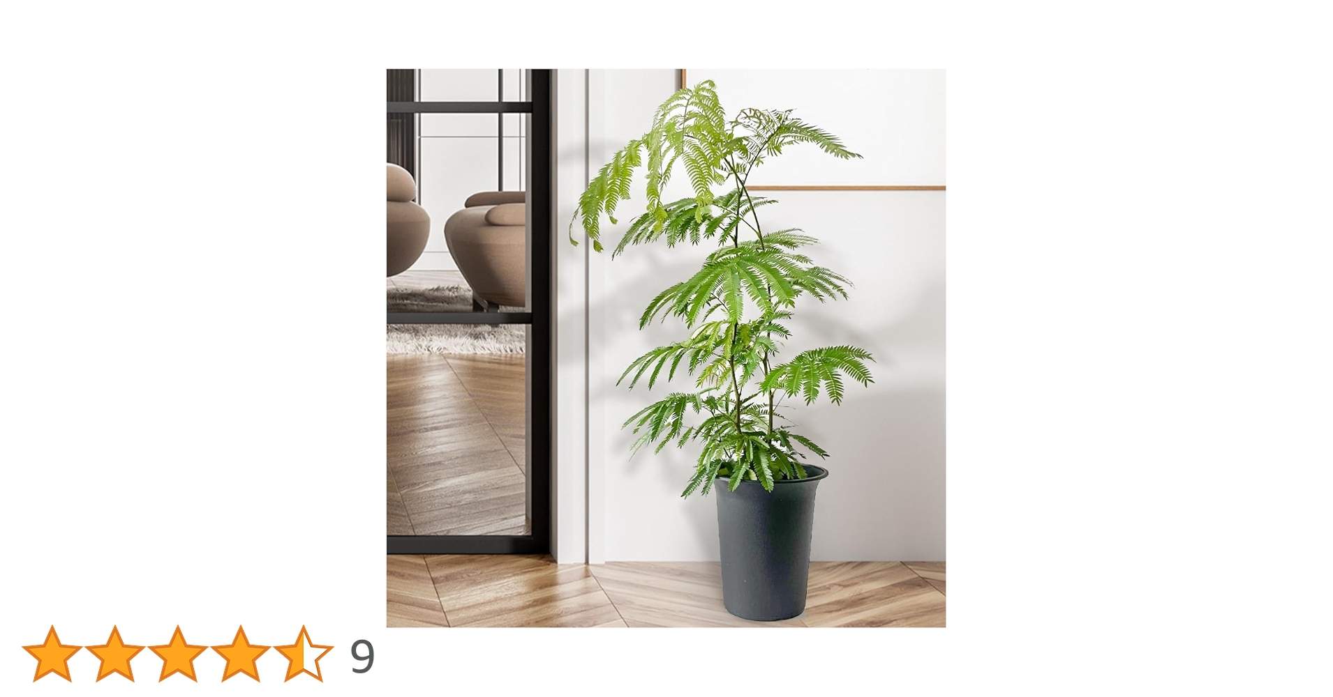 Amazon｜エバーフレッシュ 6号鉢 観葉植物 ギフト お祝い 育て