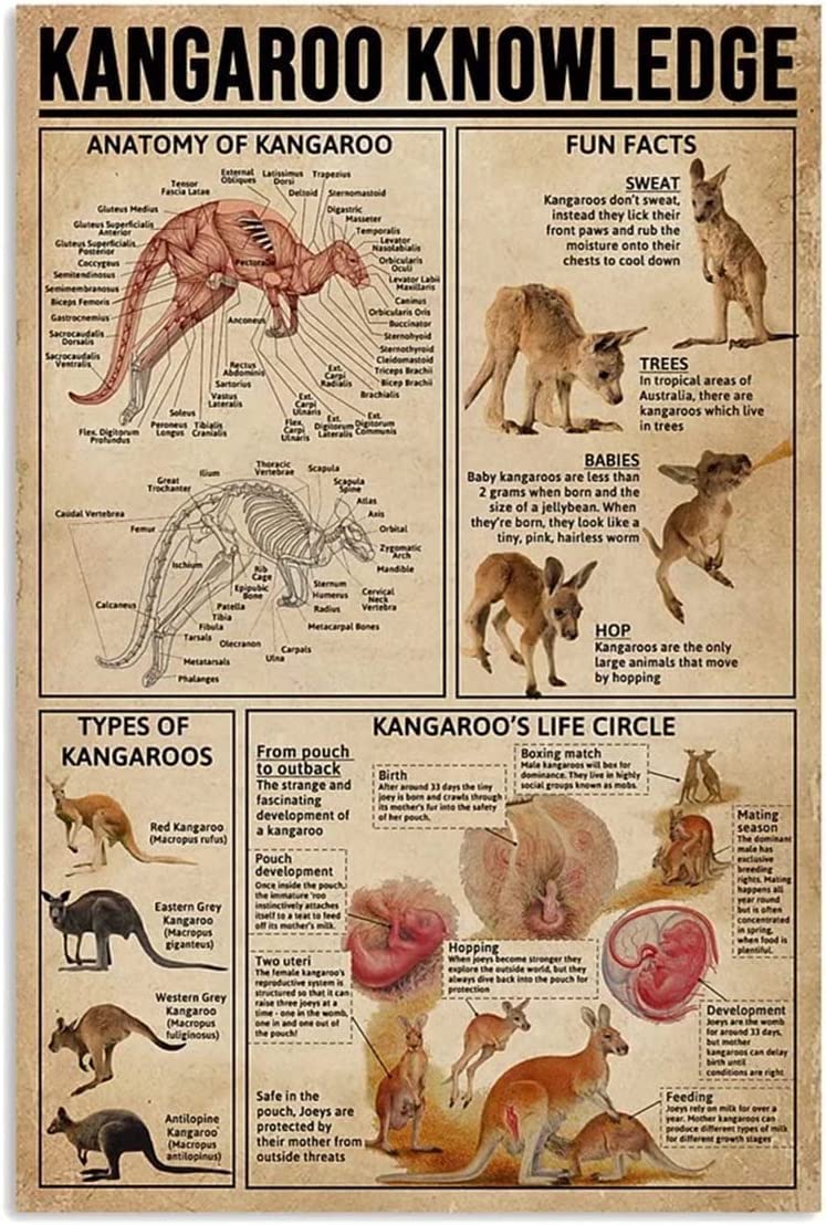 Kangaroo Anatomy Kangaroo Anatomy
