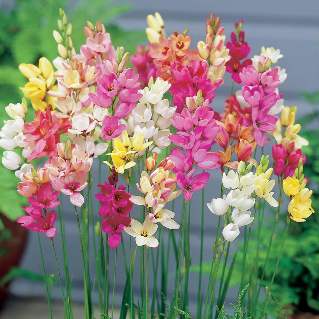 Ankam Ixia Bulbs - African Corn Lily Winter Multicolor Flower Bulbs (Set Of 5)