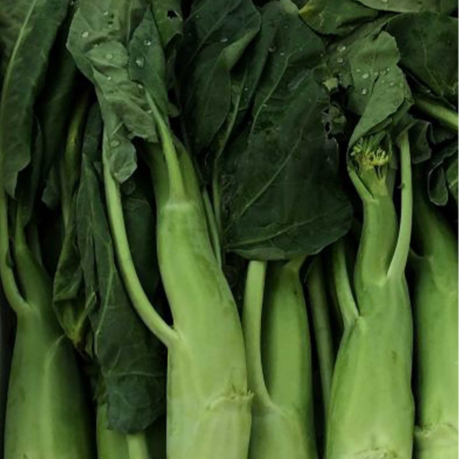 Broccoli Seeds - Chinese Broccoli - Big Stem - 4 Oz ~36000 Seeds - Non-GMO, Heirloom - Asian Garden Vegetable & Microgreens