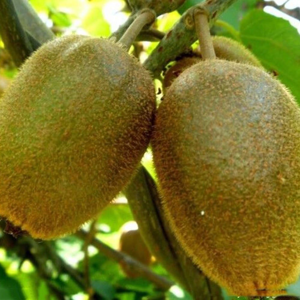 TOPmountain Fruit Plant Seeds 100pcs kiwi Seeds Fruit Trees