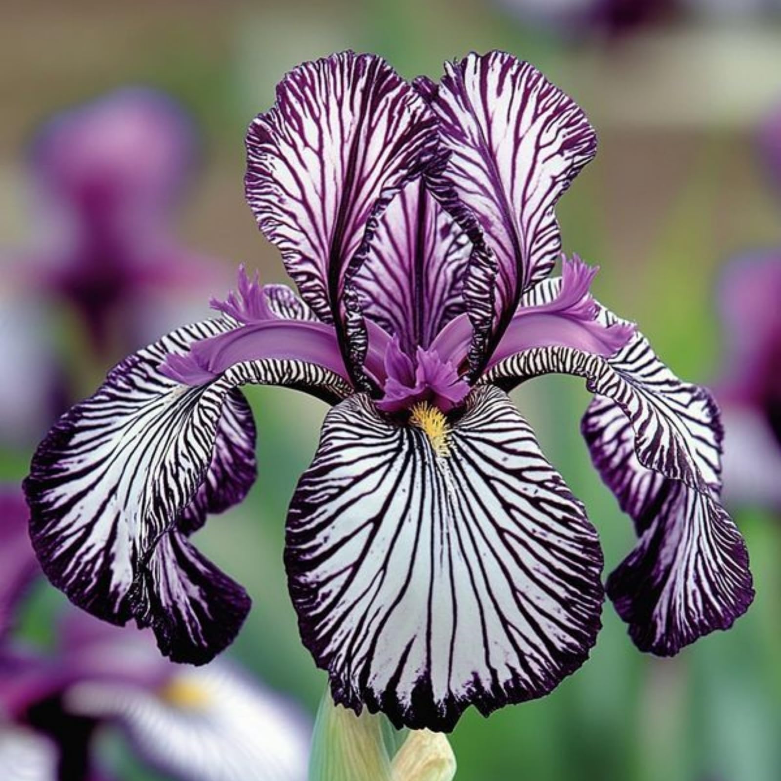 Imponente Iris, Perenne, Resistente - Giardini e Balconi, Adatto per uso interno ed esterno-15bulbi-A