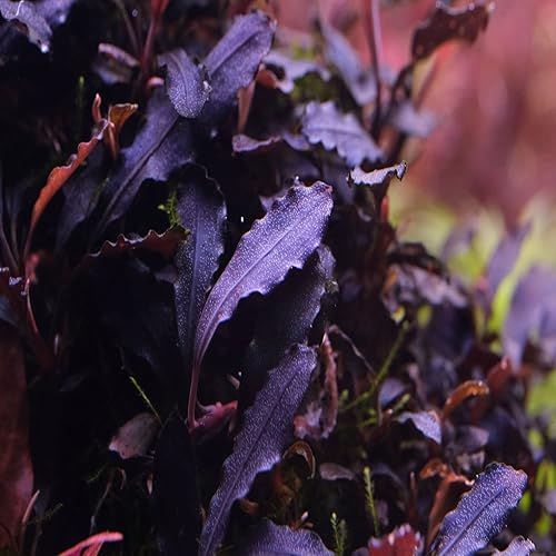 Miniatura 4 de Greenpro Bucephalandra Brownie Ghost Tissue Culture US Farm Live Aquarium Plants Midground para decoración de peceras