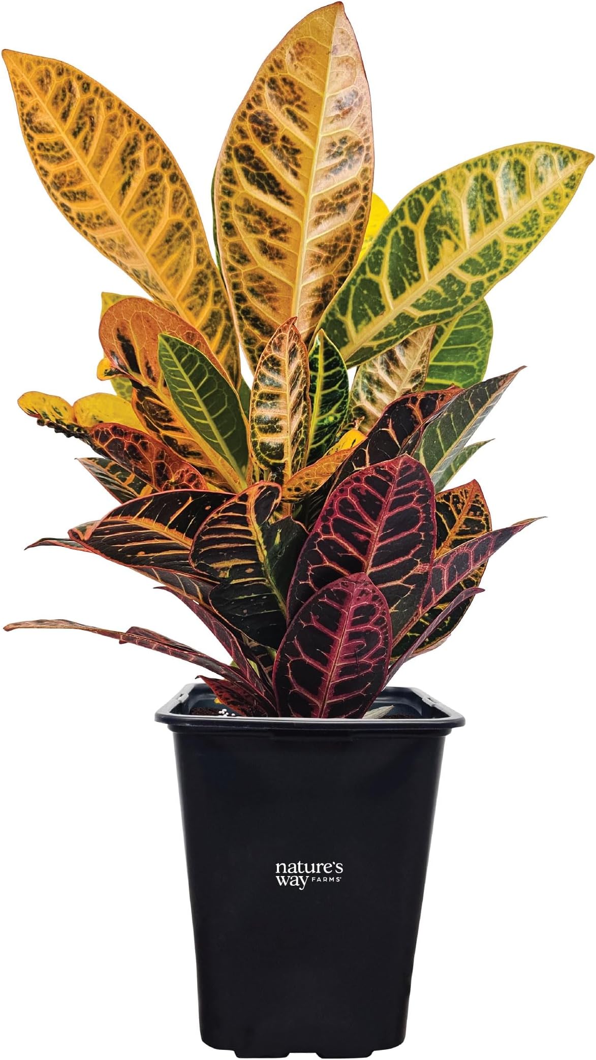 Nature’s Way Farms Croton Petra Live Plant (18-24 in. Tall) in 2 Quart Growers Pot