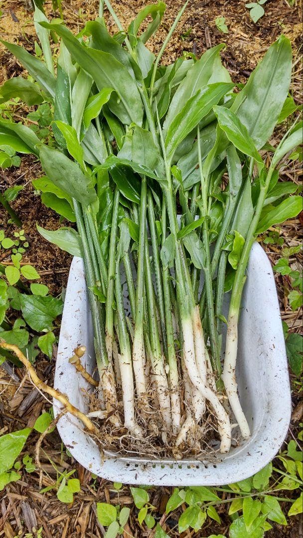 Amazon.co.jp: 秋みょうがの苗 20本 無農薬 自然栽培 : DIY・工具