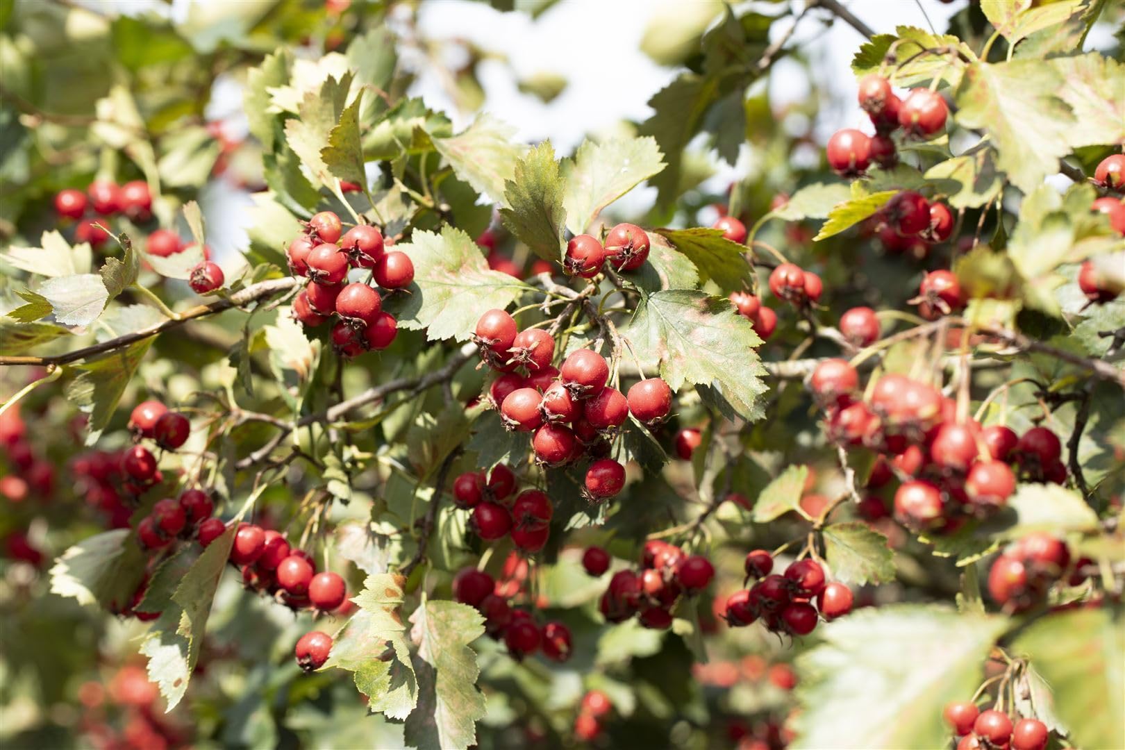 Scharlachdorn Crataegus coccinea 150-200 cm Heckenpflanze winterhart