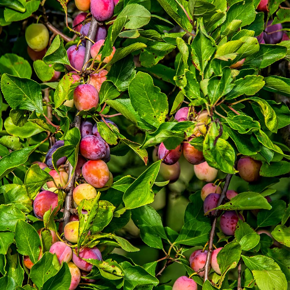 Santa Rosa Plum Tree