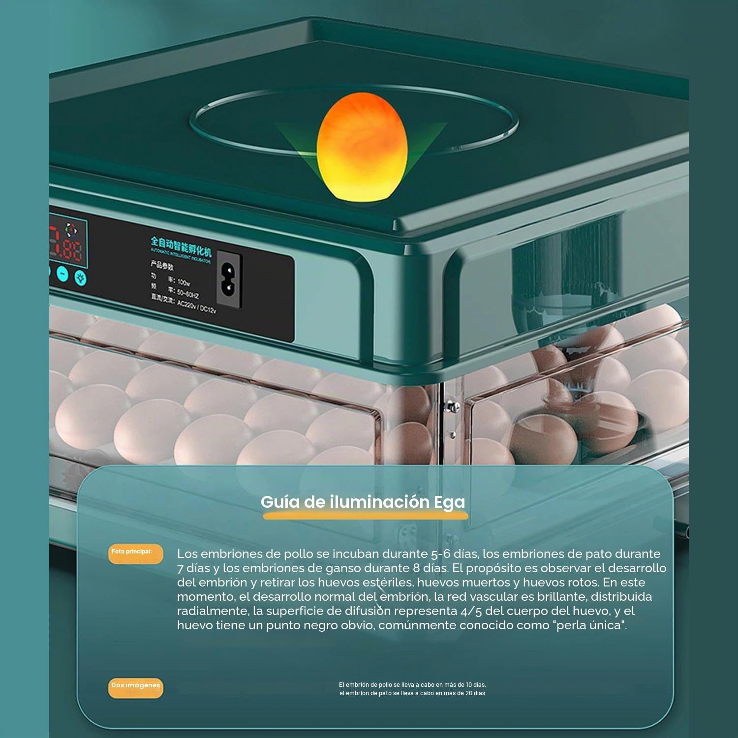 Incubadora Huevos Gallina,Incubadora De 24-36 Huevos Con Volteo Automático De Huevos y Humidificación Automática,Indicador De Humedad y Temperatura,Para Pollos,Codornices,Patos y Gansos