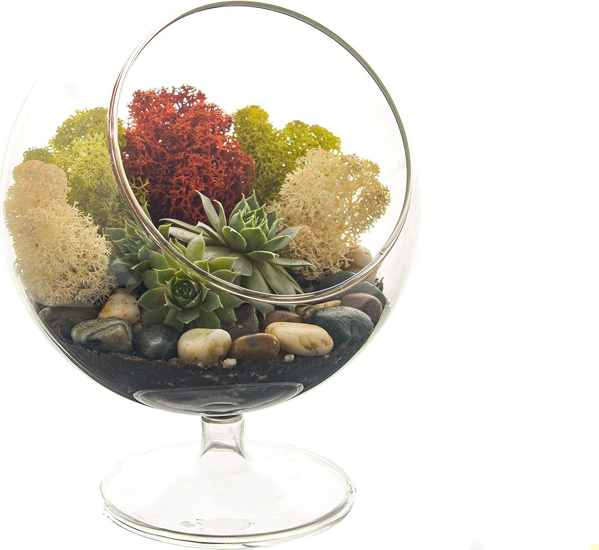Succulent Terrarium with Moss and River Rocks / 5" Round Pedestal