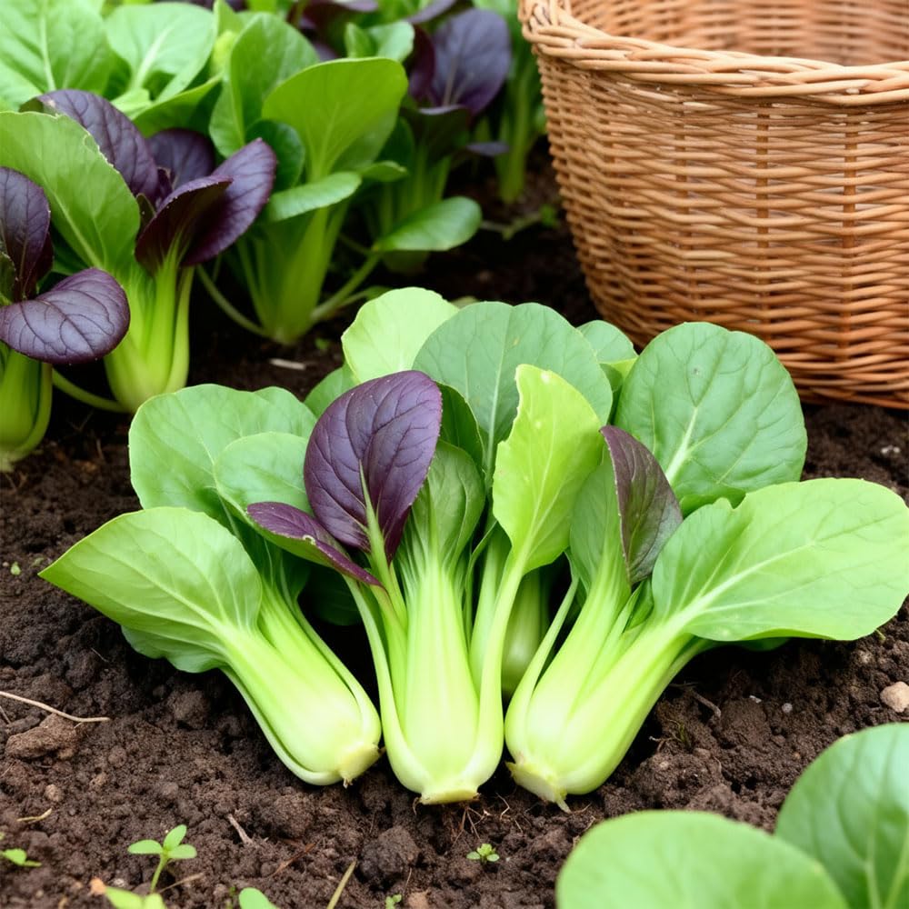Pak Choi Colour & Crunch F1 Seeds – Great Tasting, Multi-Coloured Mix – for Your Beautiful Kitchen Garden
