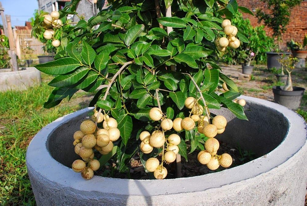 See full amazon price history chart for Longan fruit plant grafted all time, all time grafted plant for langan fruit (pack of 1) Longan fruit plant grafted all time, all time grafted plant for langan fruit (pack of 1) (B0CVF96N1K) Amazon Price History, Amazon Price Tracker