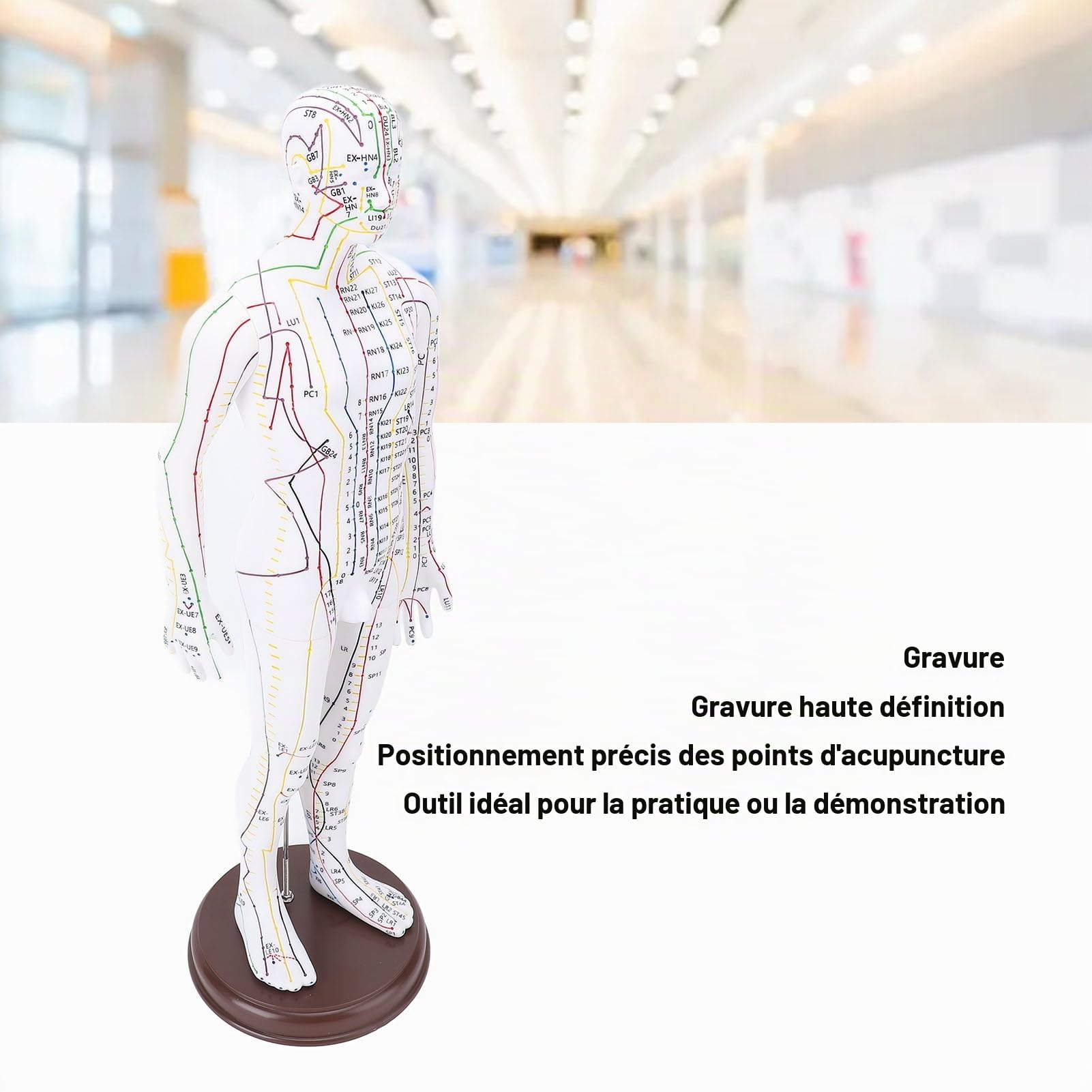 Modèle d'acupuncture, poupée d'acupuncture professionnelle en PVC de 20,47 pouces Modèle d'acupoint humain de haute définition avec base pour l'enseignement de la médecine