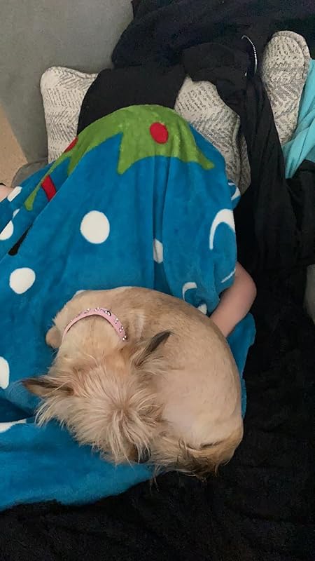 PAWFUME Dog Shedding Shampoo and Conditioner, Royal Lavender, 1-Pack – Nourish & Detangle for Silky Soft Coat – Probiotic, Deep-Cleaning, pH-Balanced – Salon-Quality Shedding Shampoo for Dogs Review Image