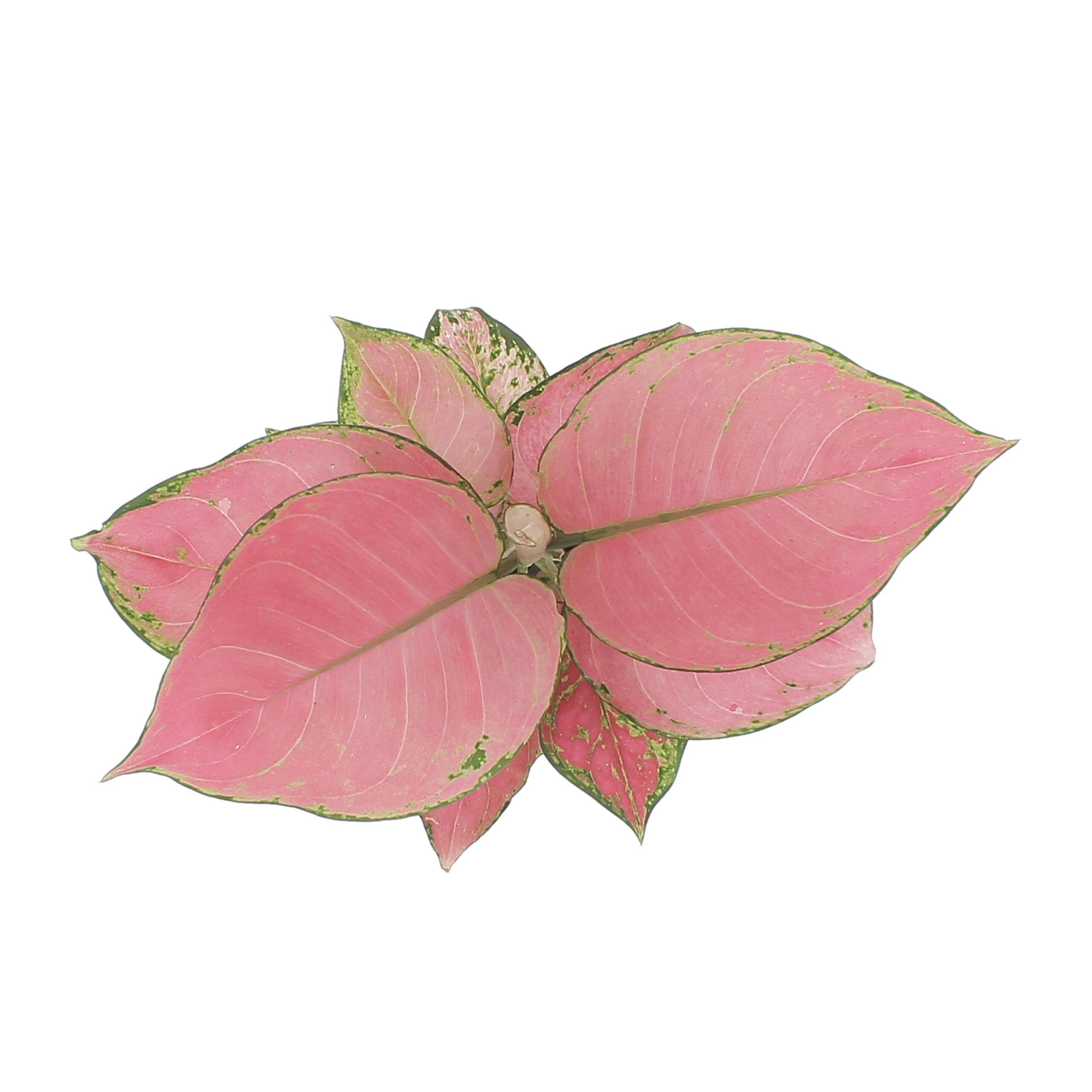KENTIS - Aglaonema Pink Star - Piante da Interno Vere - Piante Purifica Aria da Appartamento - H 20-30 cm Vaso Ø 12 cm