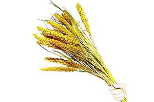 Caiyun Manor Natural Millet Flowers