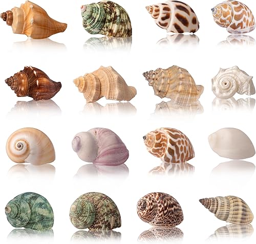 Conchas de cangrejo ermitaño, 40 caracolas de mar naturales para conchas de repuesto y casas de cría de peces pequeños, tamaño de caracola, tamaño