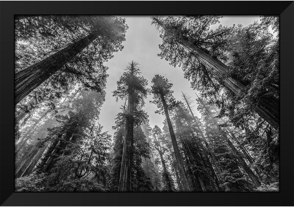 ArtDirect - Nature Magick 18x13 Black Modern Framed Art Print Titled: Sequoia Tree Forest Sky Black and White