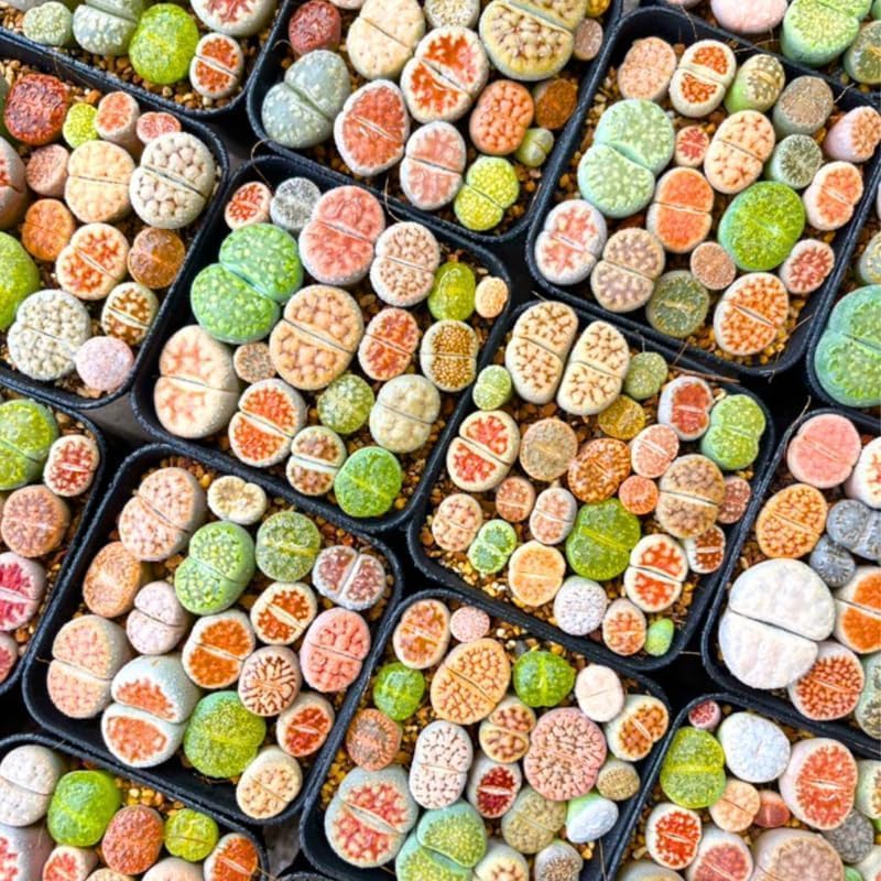 Miniatura 2 de Mezcla de plantas suculentas Lithops a granel, paquete de 20 piedras vivas corlorful Lithops plantas vivas, hermosas piedras vivas de Lithops para