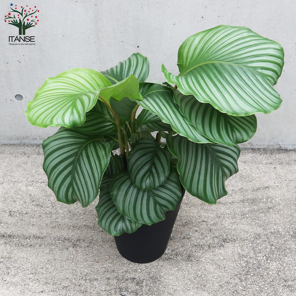 Amazon｜カラテア オルビフォリア 8号大鉢【品種で選べる観葉植物 