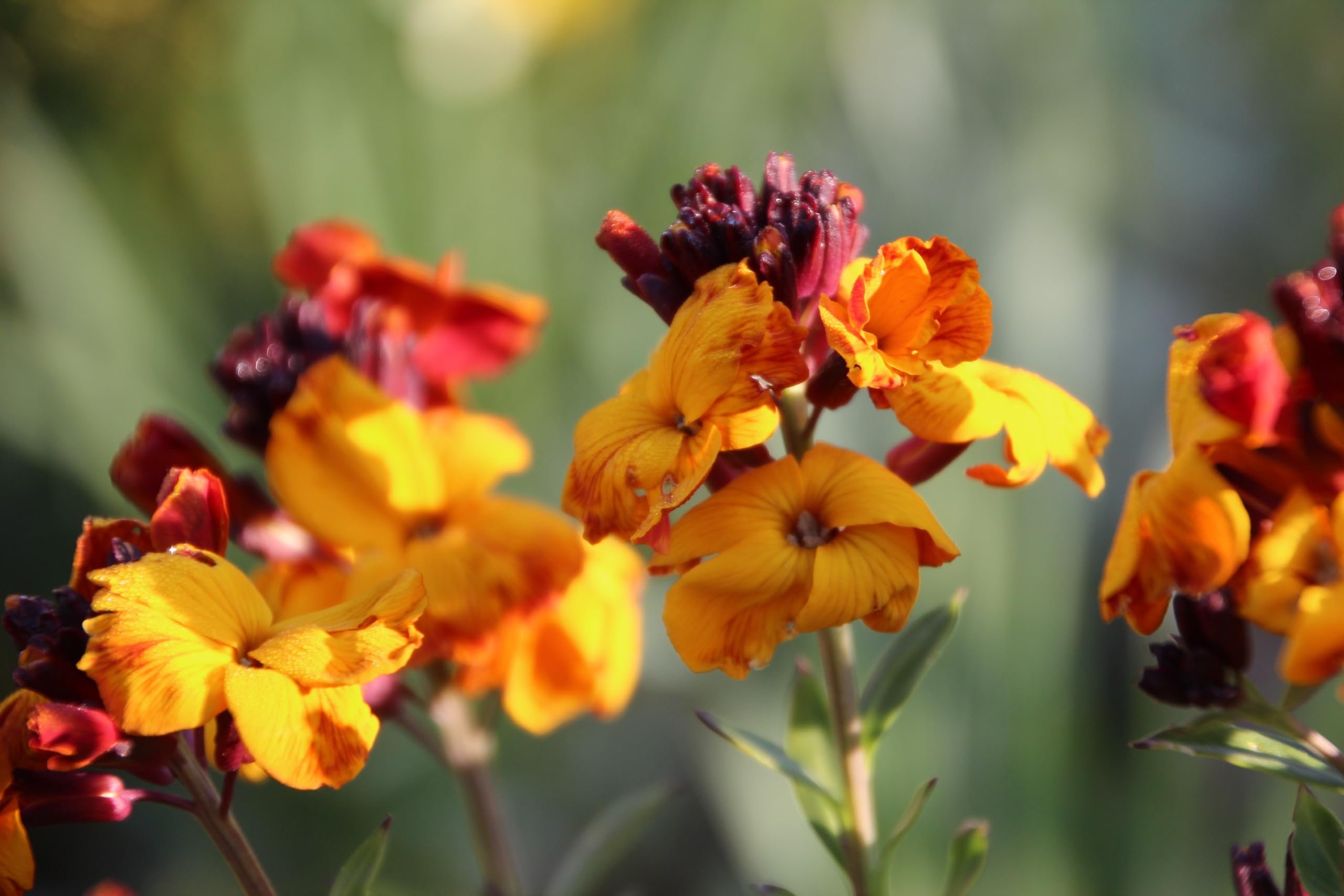 Goldlack (Cheiranthus cheiri) Samen. Heilpflanze, Duftpflanze, Mauerblume (20000 Samen = 22,0g)