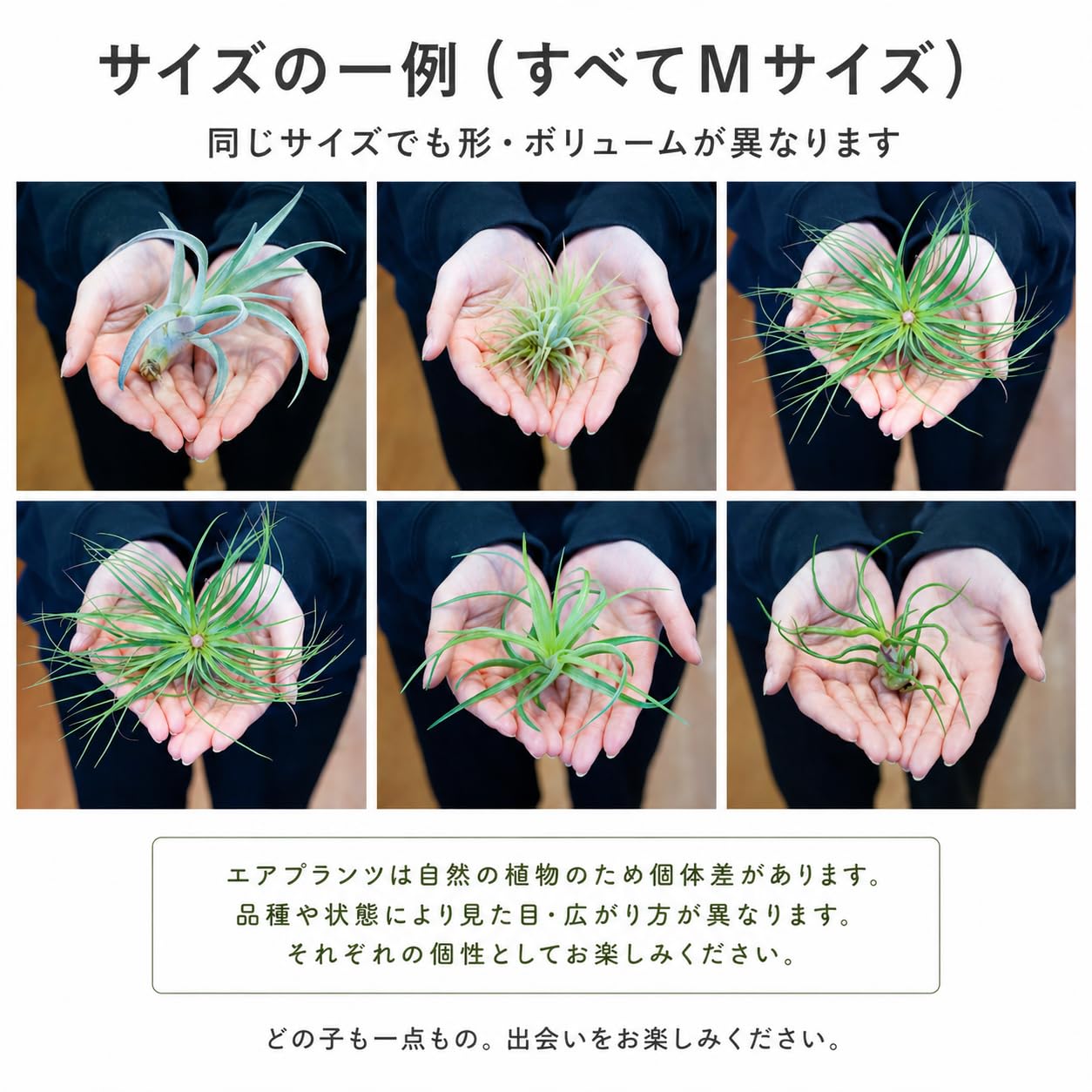 Amazon｜エアプランツ (Mサイズ 4種類) おまかせセット チランジア