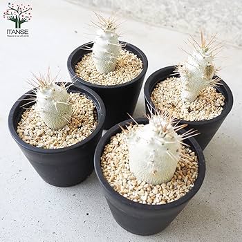 【大株】パキポディウムサンデルシー 白馬城 実生 塊根植物 多肉 サンデルシー 輸入球 A2785☆パキポディウム 白馬城 塊根植物