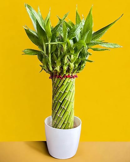 Amulya FARMS & NURSERY Bamboo Wheel in White Pot | Lucky Plants for Home decoration | Indoor plants for Living Room, Home, Office, Table Top | Feng…