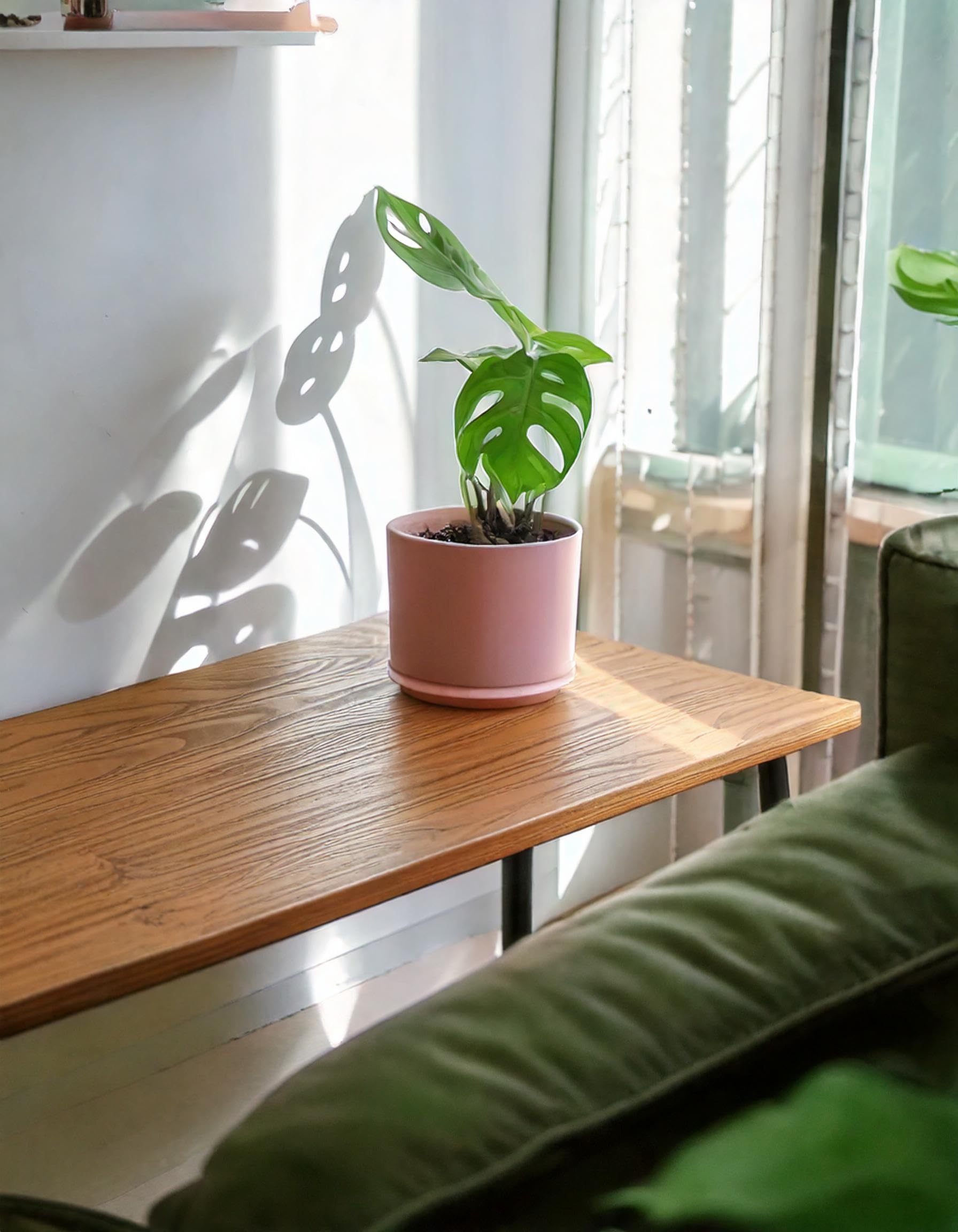 Pack 4x Mini Plantas Poca Luz | Plantas Interior | Pur Plant