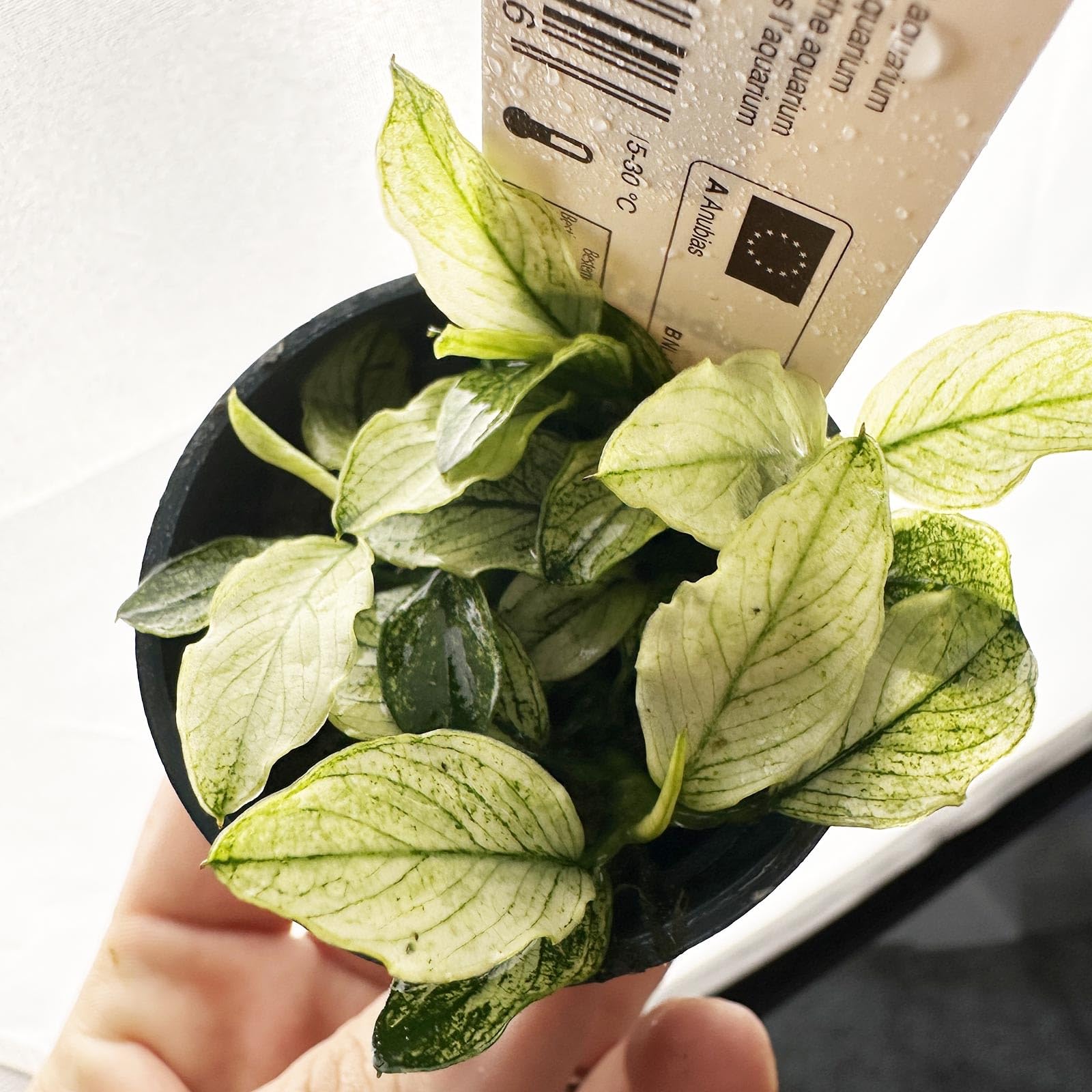 Anubias Nana Pinto - pianta rara per acquari