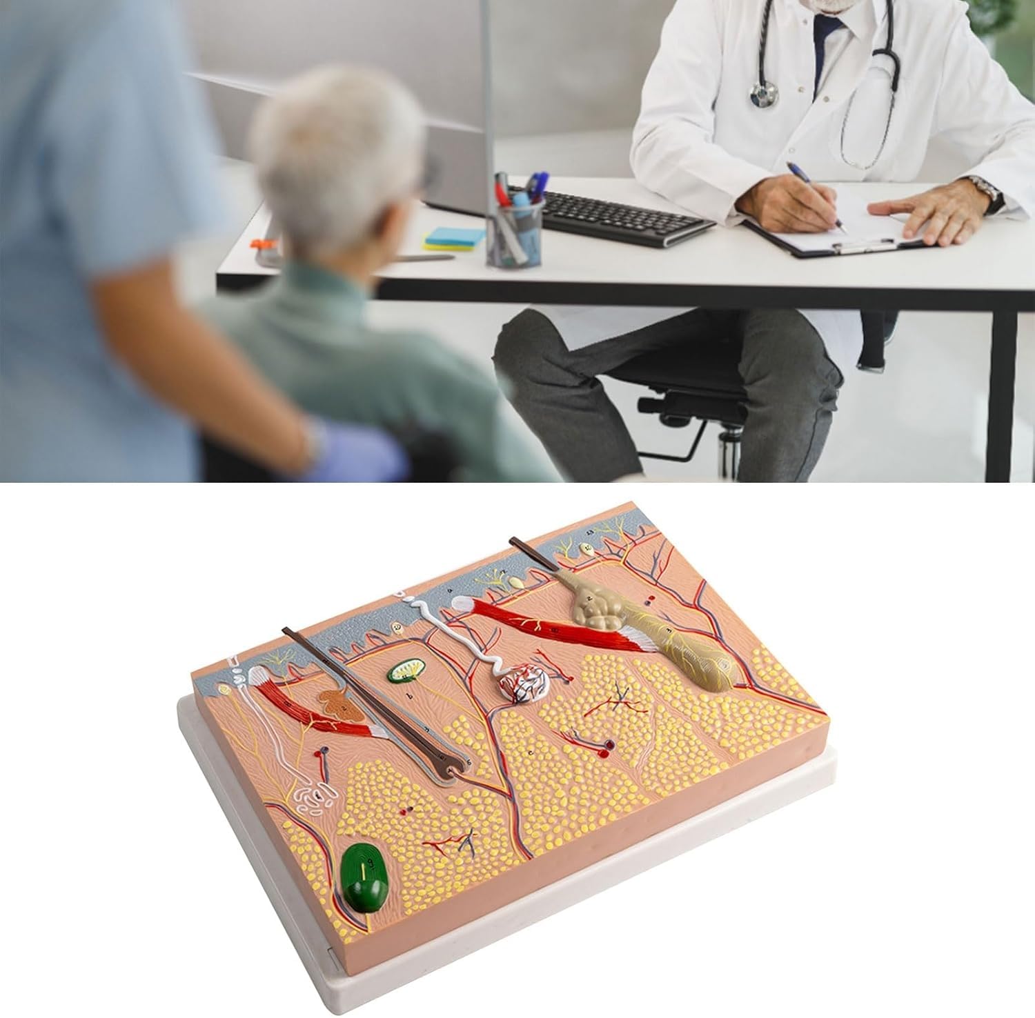 Modello anatomico della pelle ingrandita, per biologia, chirurgia estetica, aiuto didattico, forniture di laboratorio