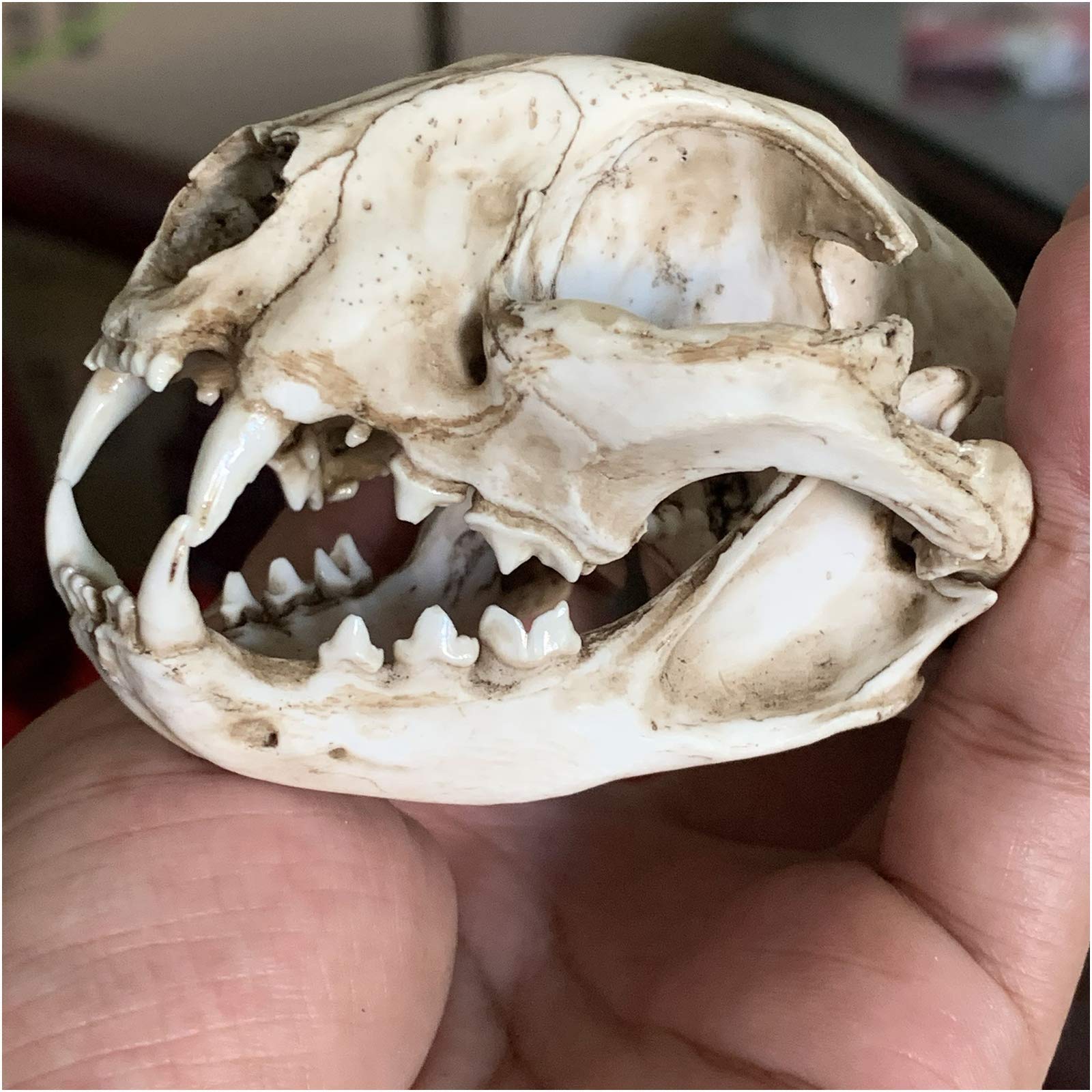 Amazon.co.jp: 猫の頭蓋骨モデル-動物の骨格モデル猫の頭蓋骨モデル