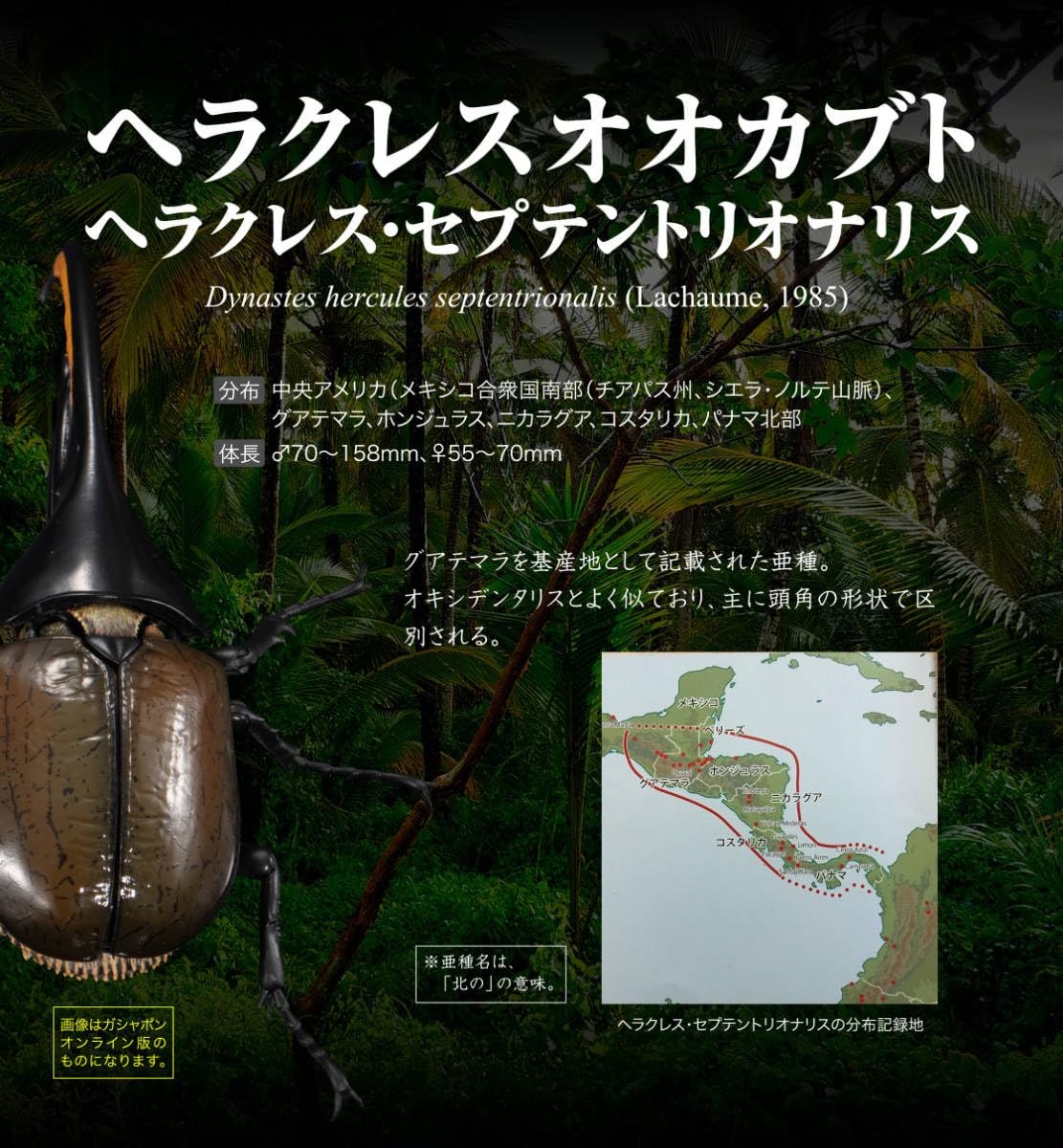 Amazon.co.jp: いきもの大図鑑アドバンス ヘラクレスオオカブト