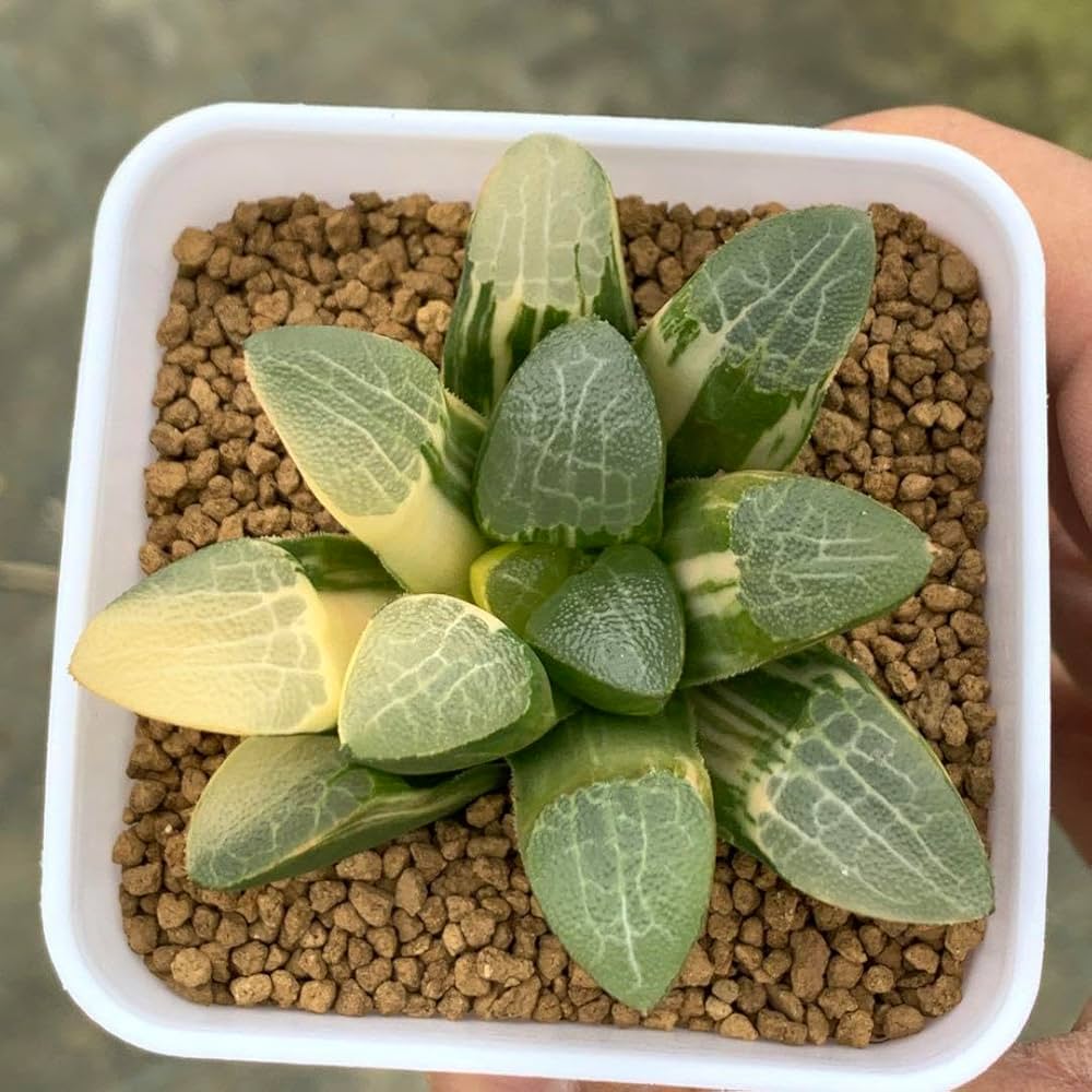 29d ハオルチア 多肉植物 特網コレクタ錦 自家繁殖 Amazon|多肉植物 ハオルチア 特網コレクタ錦|観葉植物