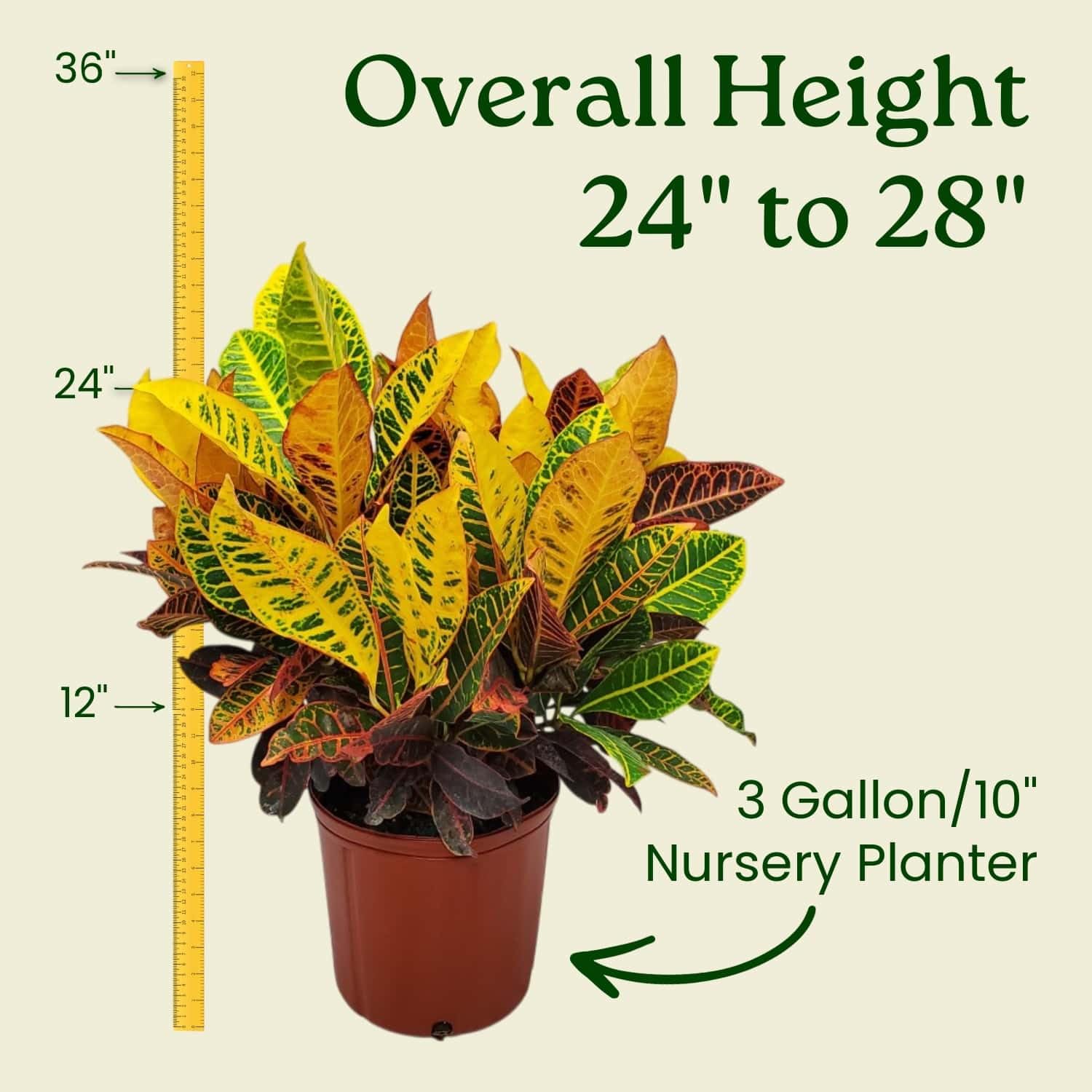 Amazon.com : Croton Petra Plant - Tropical Foliage Plant Live - Overall  Height 20" to 24" - Tropical Plants of Florida (Plant + Fertilizer + Heat  Pack) : Patio, Lawn & Garden