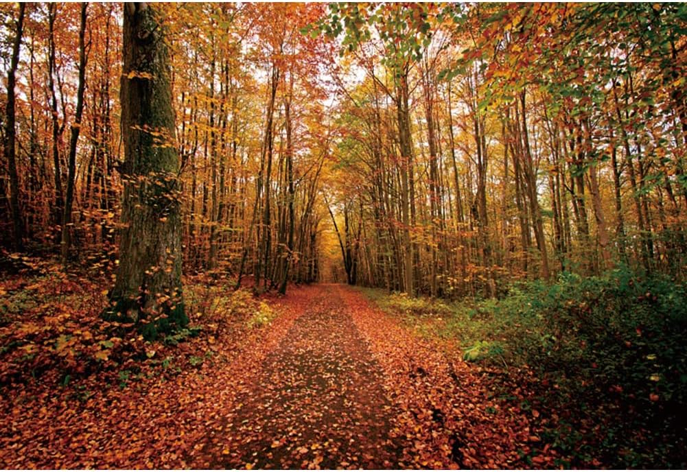 Laeacco Telones de fondo de bosque otoñal para fotografía, 10 x 8 pies, fondo de paisaje natural de otoño, hojas amarillas, camino, día de Acción de