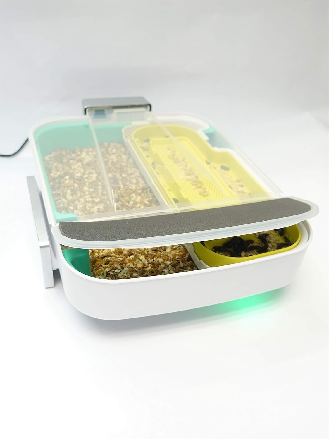 The Hive Explorer by Livin Farms Insect Mealworm Farm