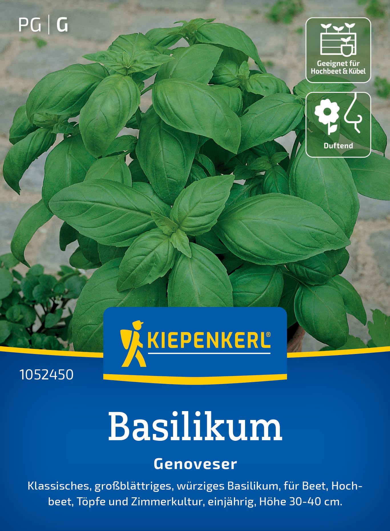 Kiepenkerl Basilikum Genoveser Basilikum Genoveser | Kräutersamen (Ocimum basilicum)