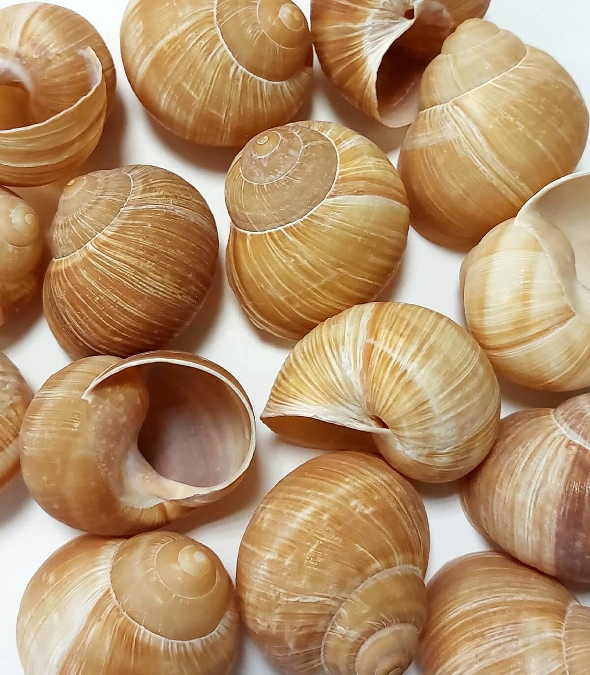 Sabarot - Coquilles d'escargots n°10 - Pot de 120 pièces